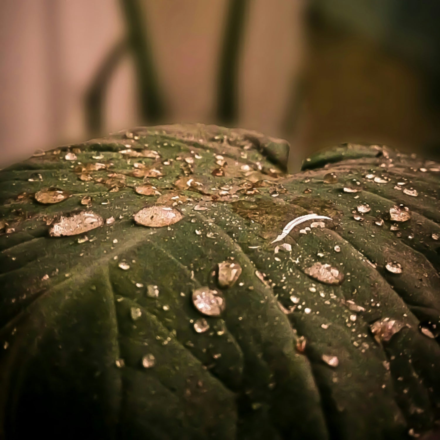 Cum îngrijești plantele în perioadele caniculare
