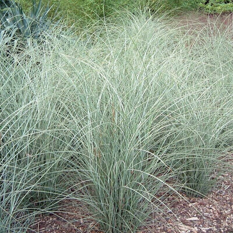 Iarbă ornamentală Morning Light - C. 2L / (Miscanthus sinensis Morning Light)