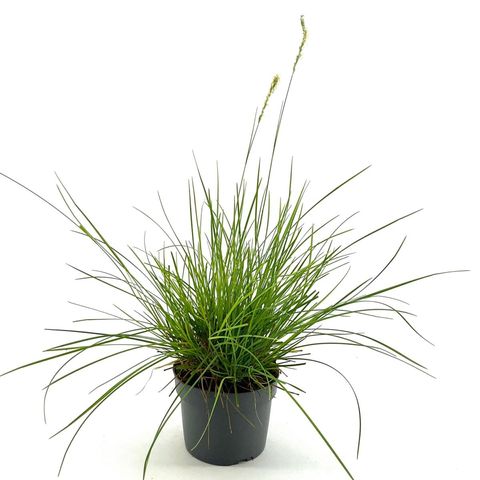 Iarbă ornamentală de toamnă - C. 2L / (Sesleria autumnalis)