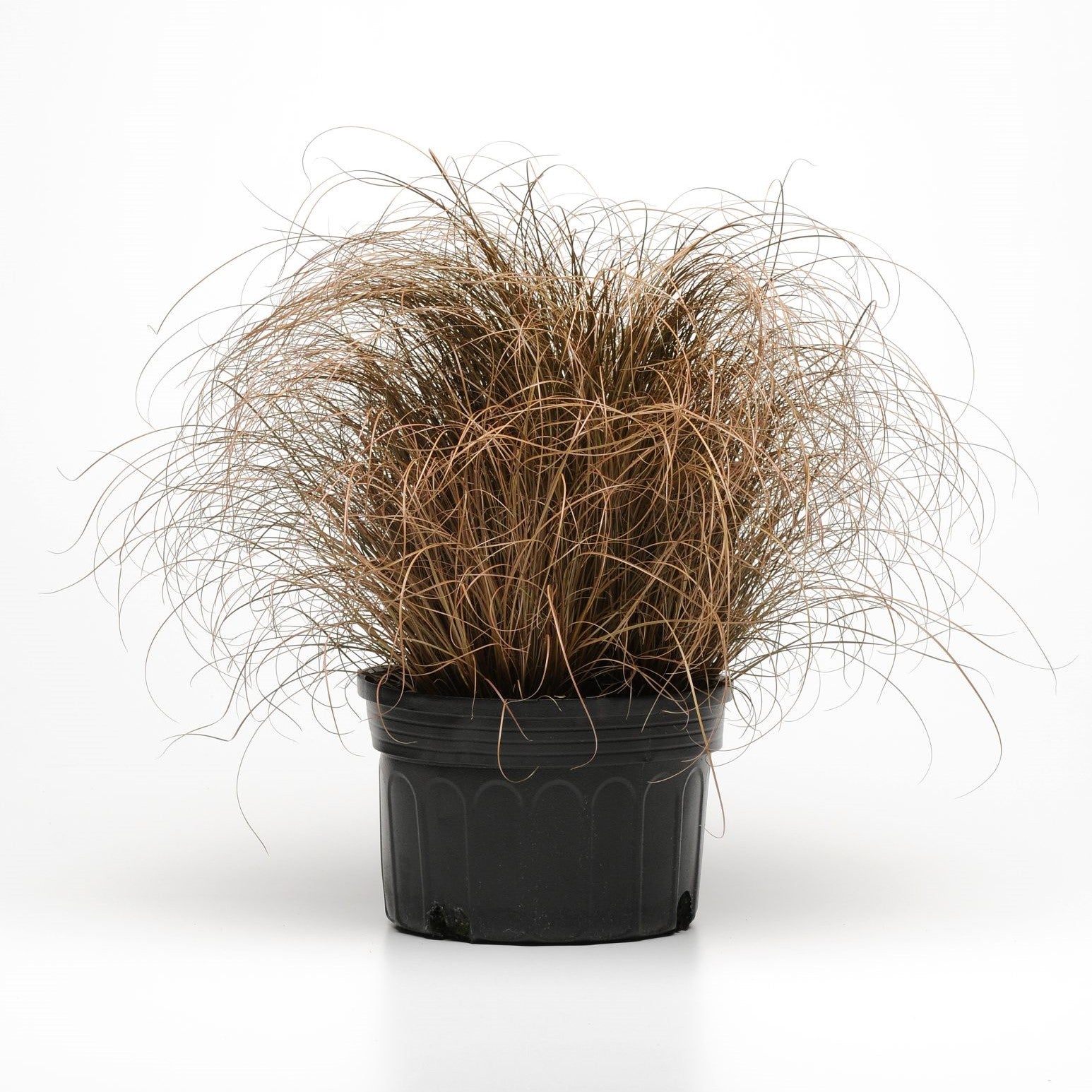 Iarbă ornamentală Bronco - C. 2L / (Carex comans Bronco)