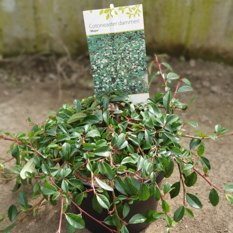 Cotoneaster târâtor Major - C. 2L | 30-40 cm / (Cotoneaster dammeri Major)