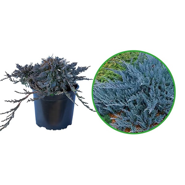 Ienupăr orizontal Jade River - C. 5L | 40-50 cm / (Juniperus horizontalis Jade River)