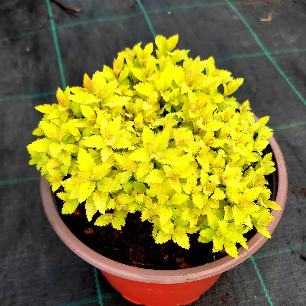 Cununiță Gold - C. 3L | 20-25 cm / (Spiraea japonica Zen Spirit Gold)