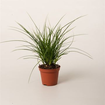 Iarbă ornamentală Brunnea - C. 2L / (Carex brunnea)