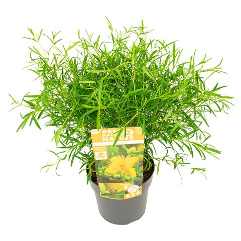 Sunătoare Gemo - C. 1.5L / (Hypericum kalmianum Gemo)