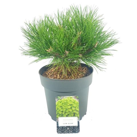 Pin japonez Low Glow pe tulpină - 40 cm / (Pinus densiflora Low Glow)