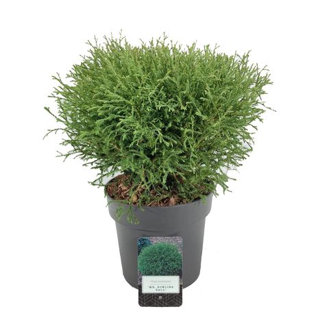 Tuia globulară Mr. Bowling Ball - C. 5L / (Thuja occidentalis Mr. Bowling Ball)
