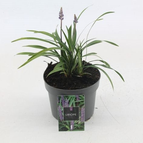 Iarbă ornamentală Moneymaker - C. 2L / (Liriope muscari Moneymaker)