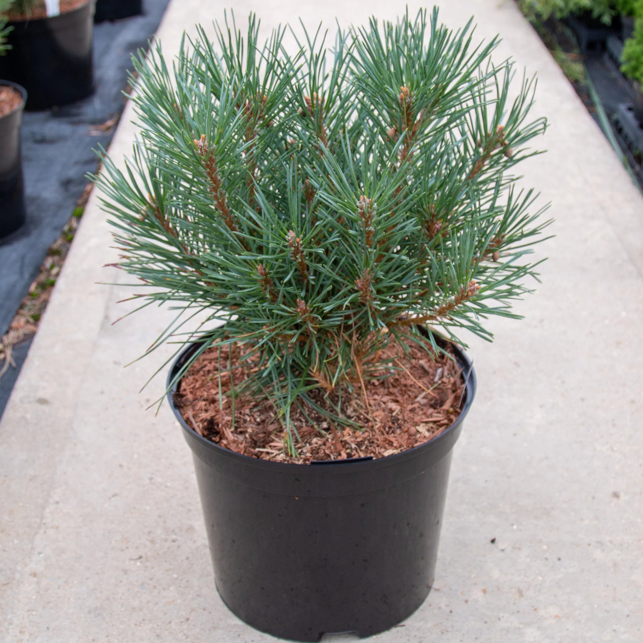 Pin Chantry Blue pe tulpină - STEM | 60 cm / (Pinus sylvestris Chantry Blue)