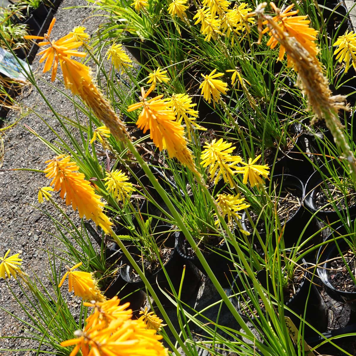 Tritomă Bees' Lemon - C. 2L / (Kniphofia Bees' Lemon)