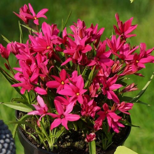 Rhodoxis - C. 2L / (Rhodoxis)