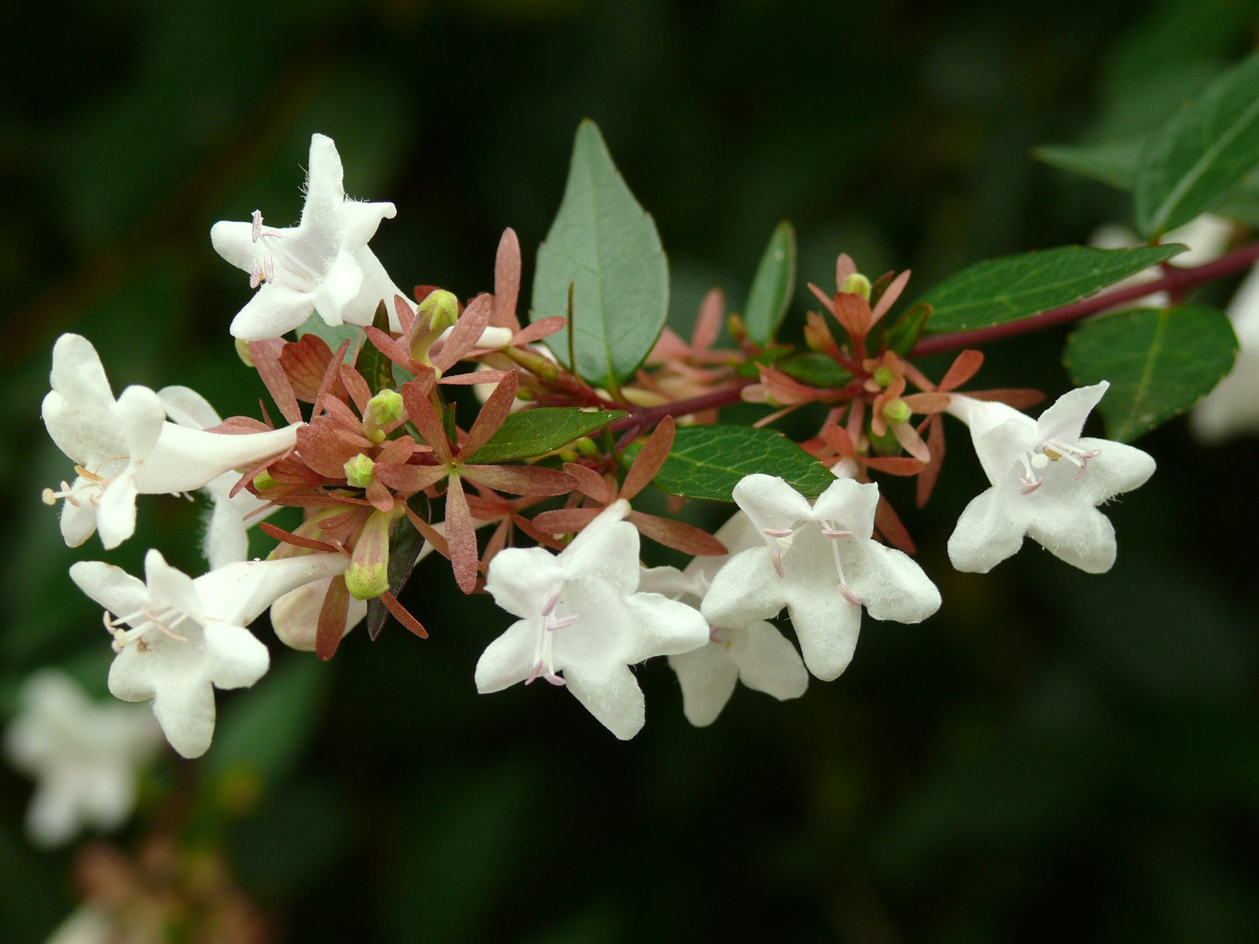 Abelia x grandiflora 'Kaleidoscope' - Abelia 'Kaleidoscope'