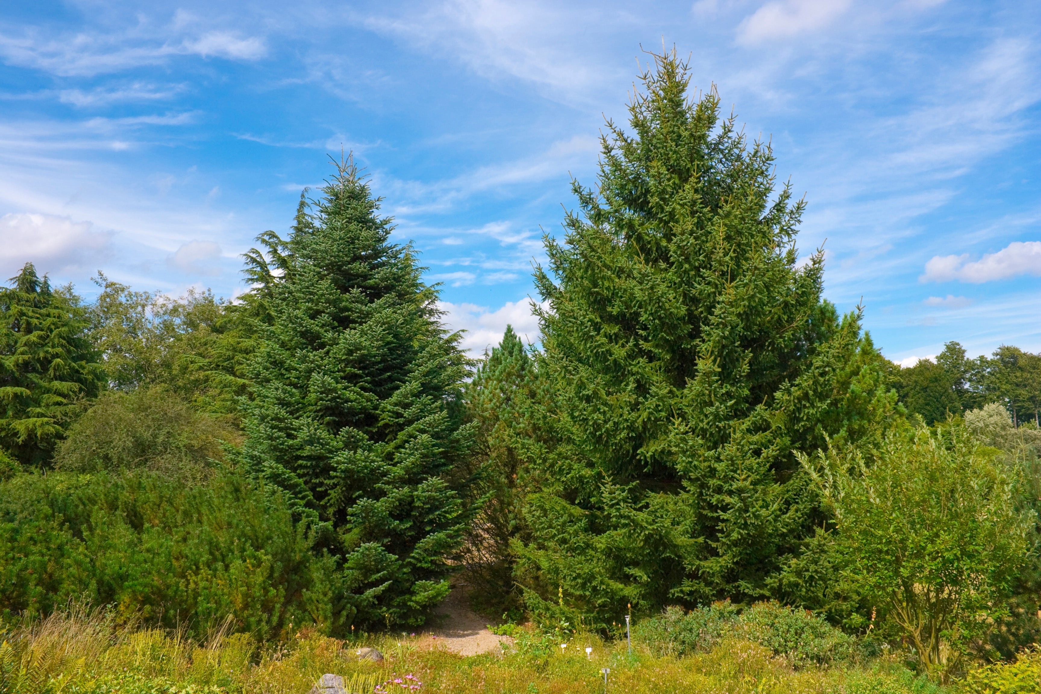 Abies cephalonica - h: 250-300cm - Brad grecesc