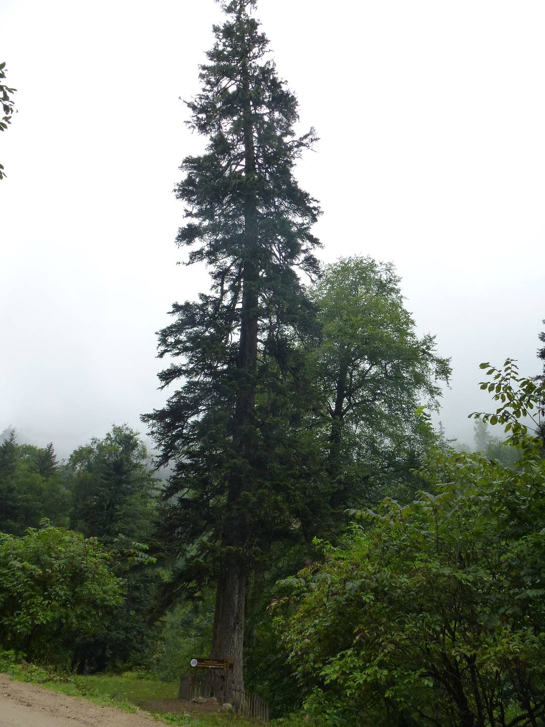 Abies nordmanniana - Cont.: 80L - Brad de Crăciun Nordmann