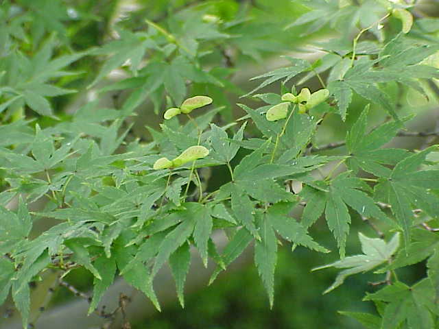 Acer palmatum 'Cascade Gold' - h: 90cm | Cont.: 25L - Arțar japonez 'Cascade Gold'
