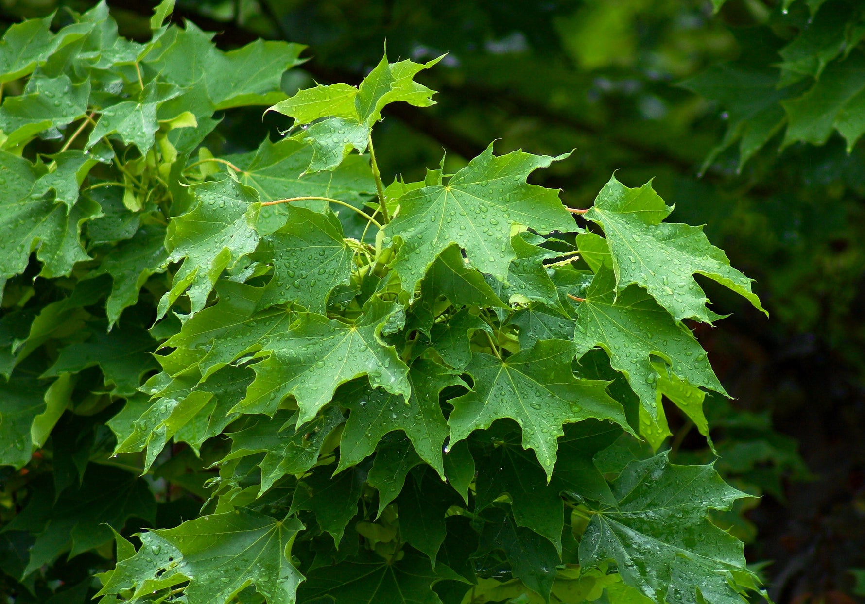 Acer platanoides 'Royal Red' - Circ.: 12-14cm | Cont.: 35L - Paltin de câmp 'Royal Red'