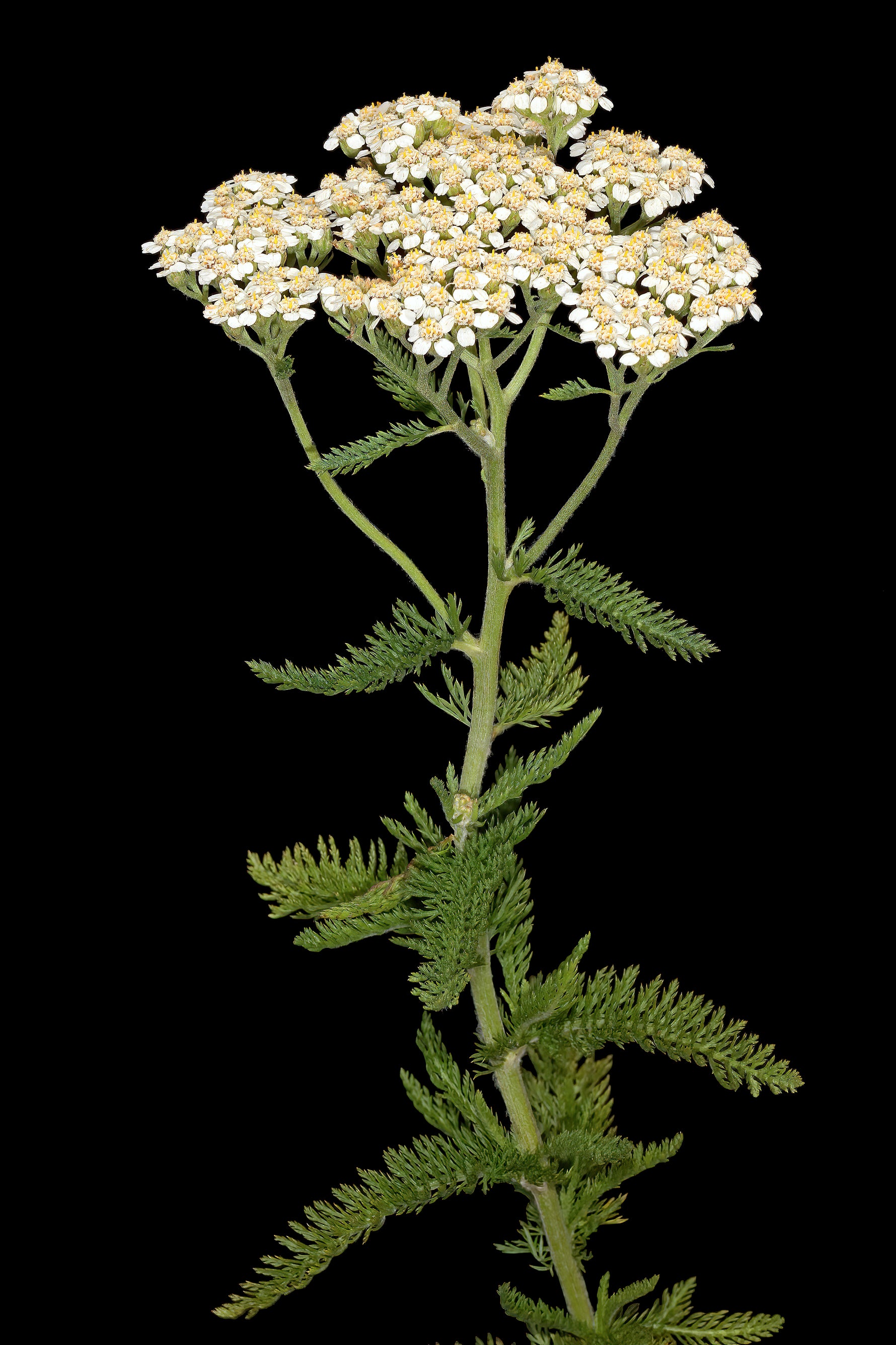 Achillea millefolium 'Milly Rock' - Cont.: 5L - Coada-șoricelului 'Milly Rock'
