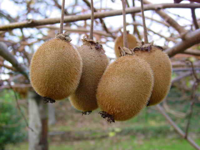 Actinidia deliciosa 'Jenny' - Cont.: 3L - Kiwi 'Jenny'