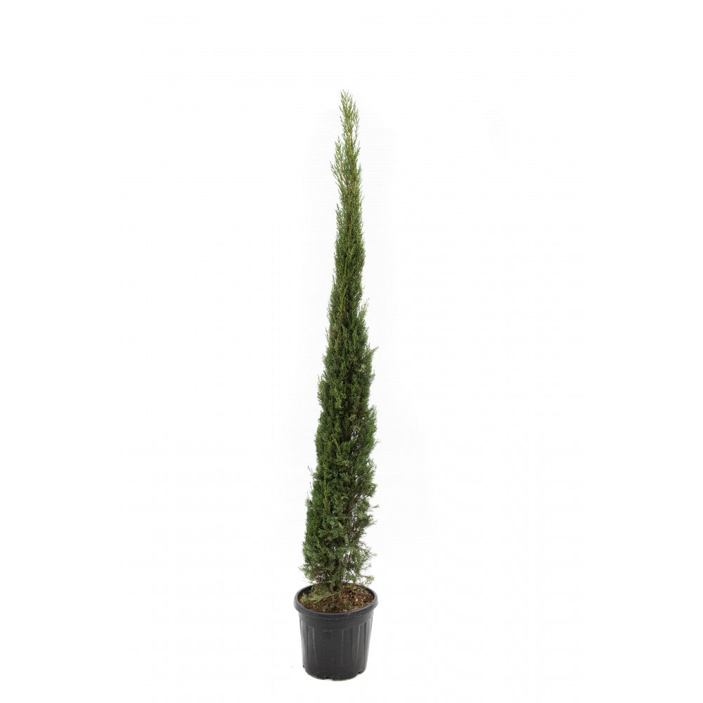 Chiparos italian Pyramidalis - C. 25L | 175-200 cm / (Cupressus sempervirens Pyramidalis)