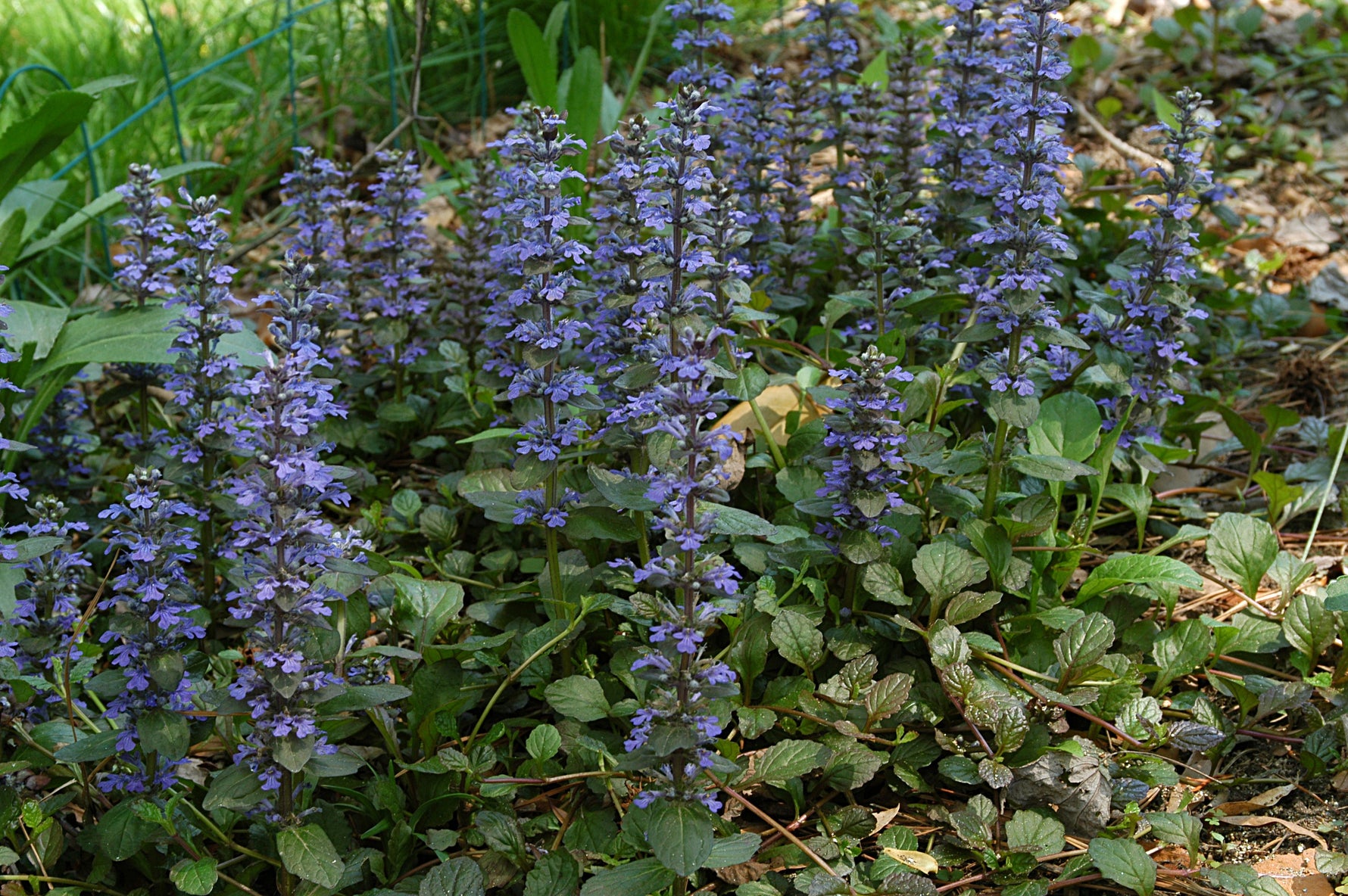 Ajuga reptans 'Chocolate Chips' - Cont.: 12L - Vinerița 'Chocolate Chips'