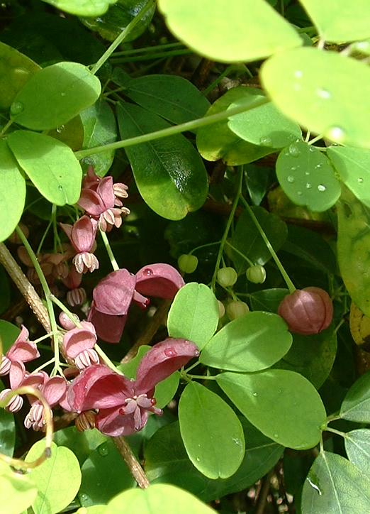 Akebia quinata - h: 80-100cm | Cont.: 3L - Akebia