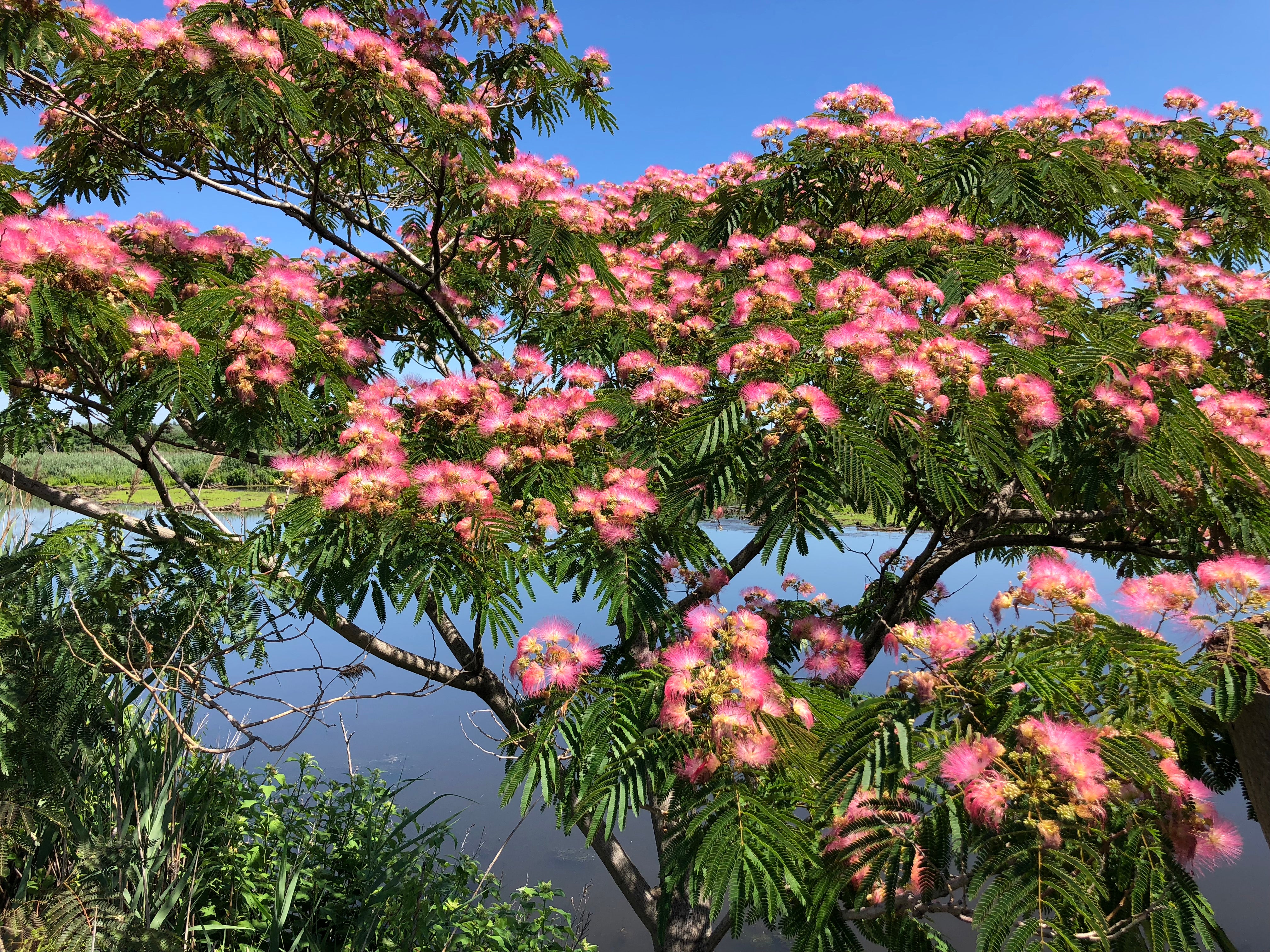 Albizia julibrissin - Cont.: 45L - Arborele de mătase