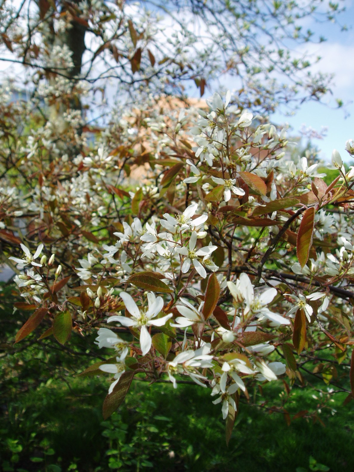 Amelanchier lamarckii - Cont.: 230L - Amelanchier (Multitrunchi, Pe tulpină)