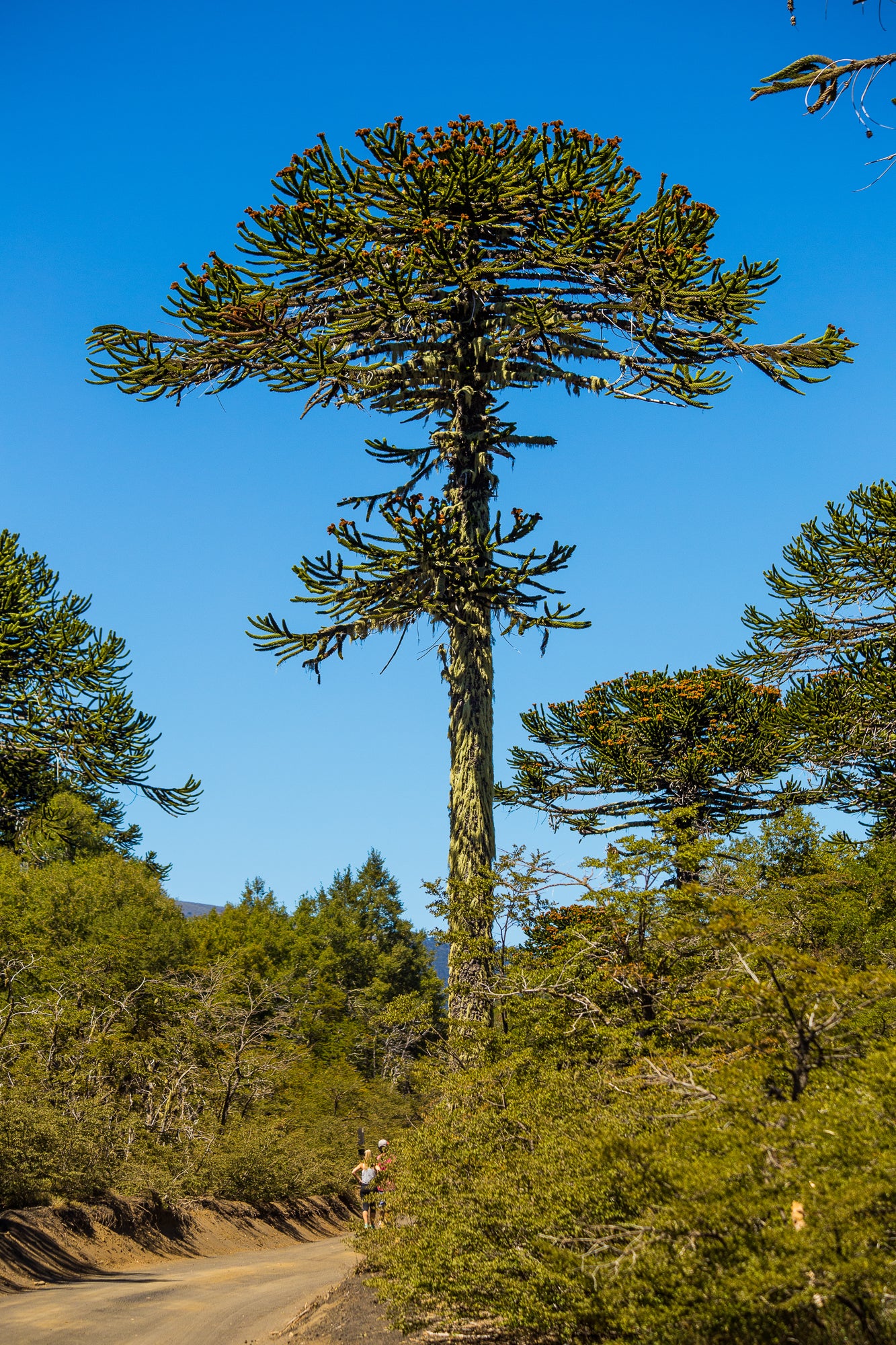 Araucaria araucana - h: 115cm - Maimuțarul