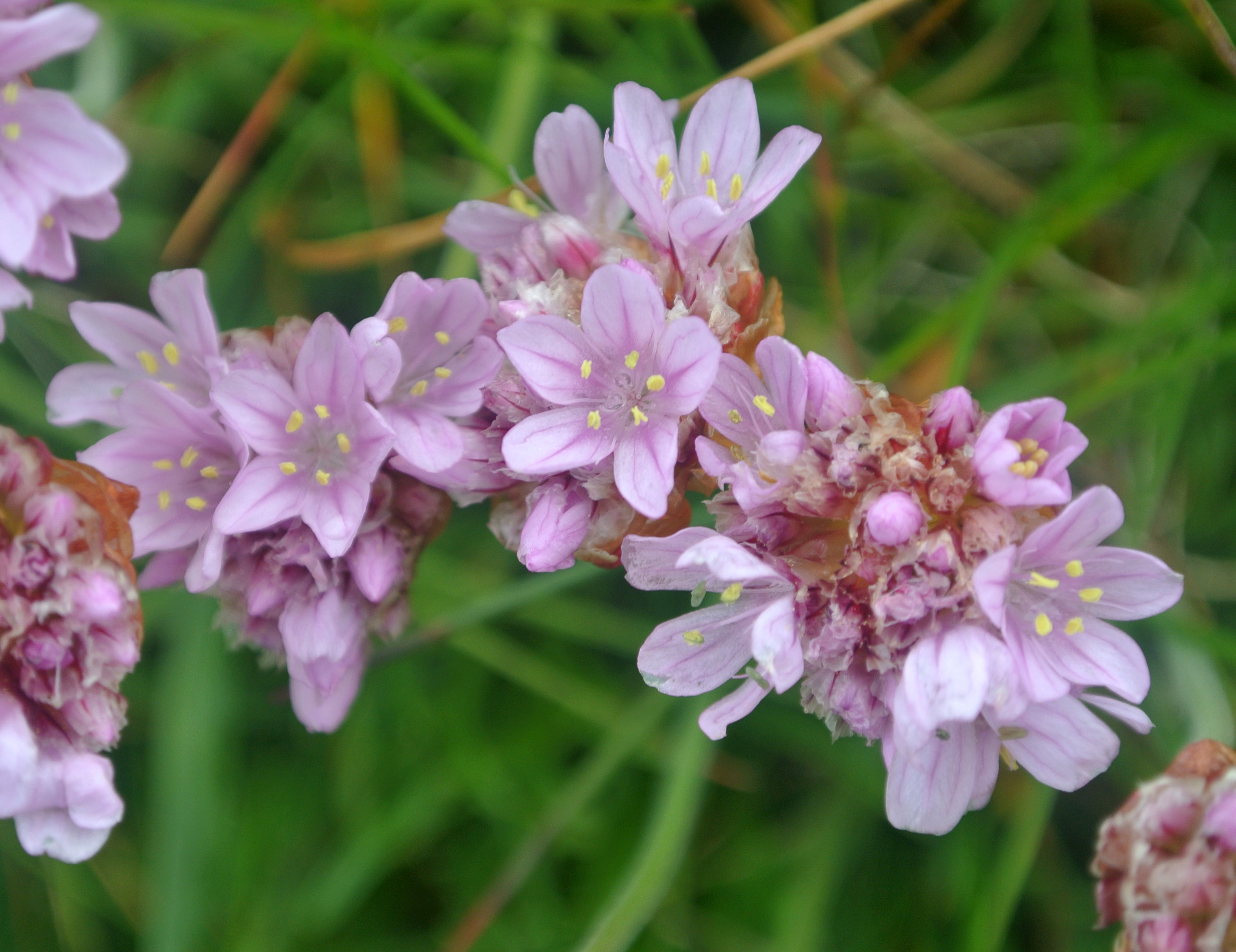 Armeria maritima - Cont.: 2L - Garoafa de mare