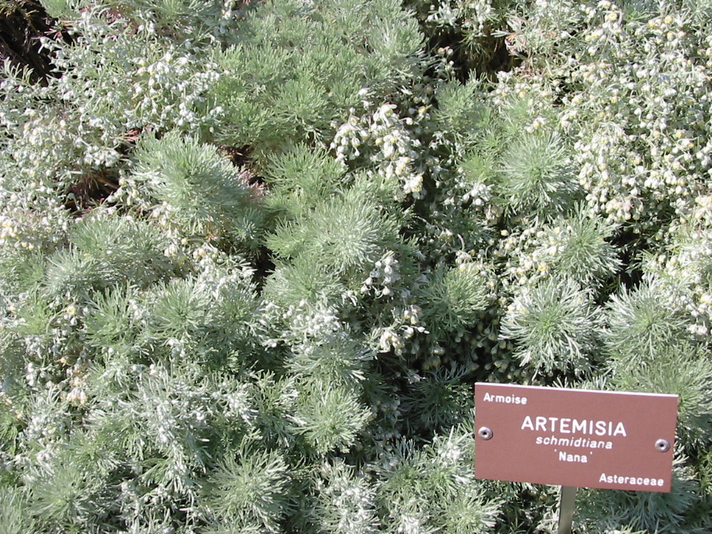 Artemisia schmidtiana 'Nana' - Cont.: 2L - Pelinița 'Nana'