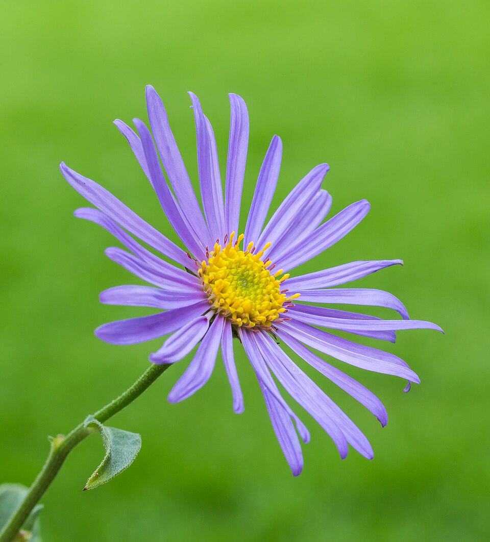 Aster 'Alice Haslam' - Ochiul-boului 'Alice Haslam'