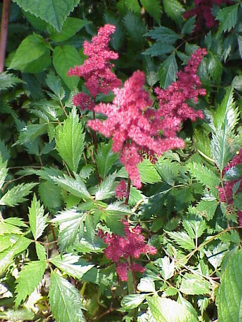 Astilbe MIX - Cont.: 5L - Astilbe MIX