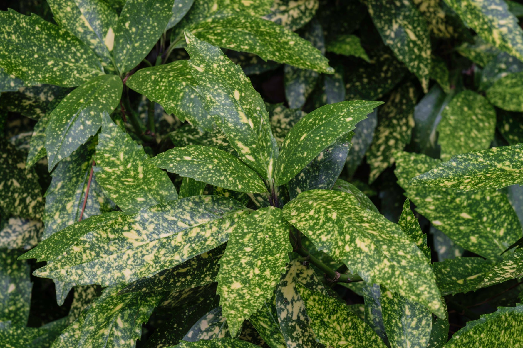 Aucuba japonica - h: 60cm | Cont.: 9L - Aucuba japoneză