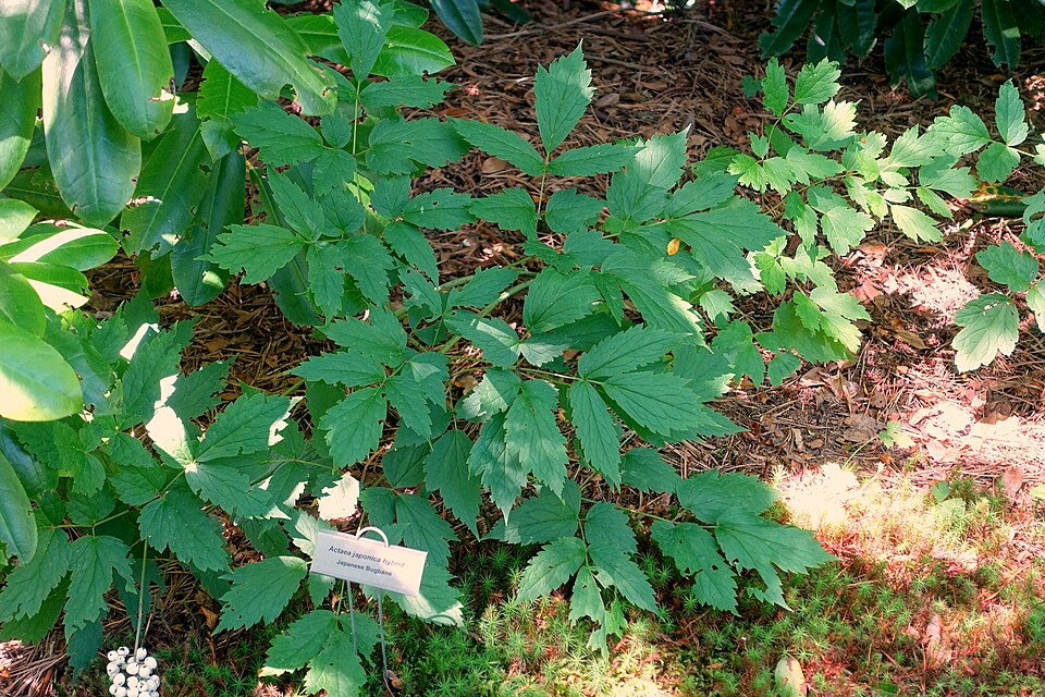 Azalea japonica - h: 40cm | Cont.: 10L - Azalee japoneză
