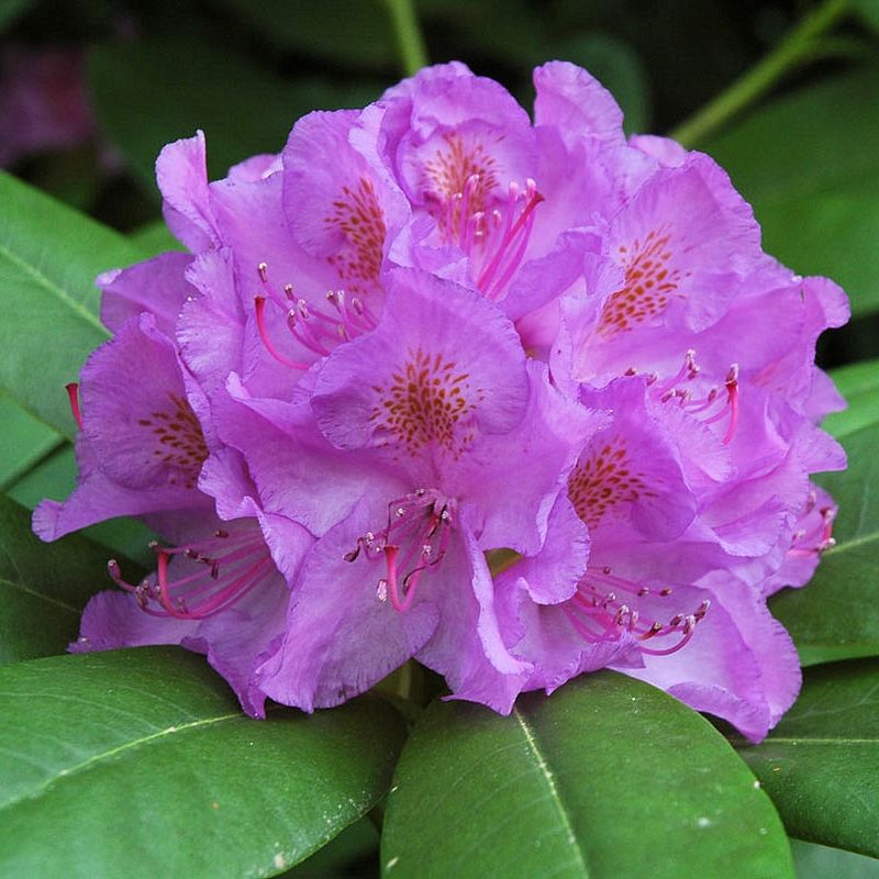 Rododendron - C. 10L / (Rhododendron catawbiense)