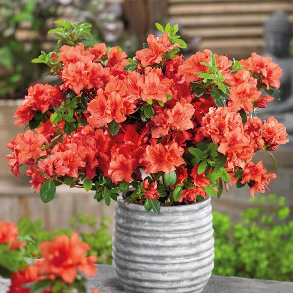 Azalee japoneză Geisha Orange - C. 1L | 15-20 cm / (Azalea japonica Geisha Orange)
