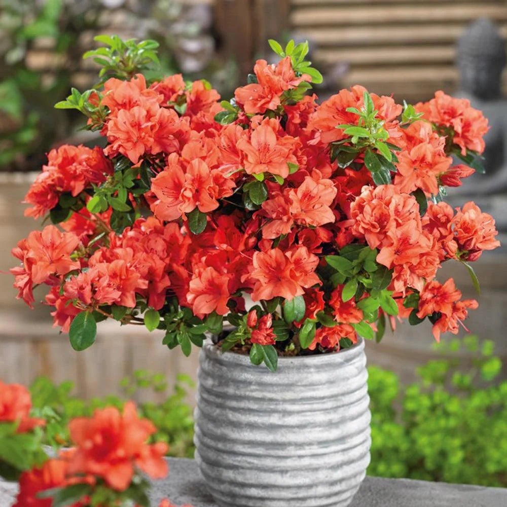 Azalee japoneză Geisha Orange - C. 1L | 15-20 cm / (Azalea japonica Geisha Orange)