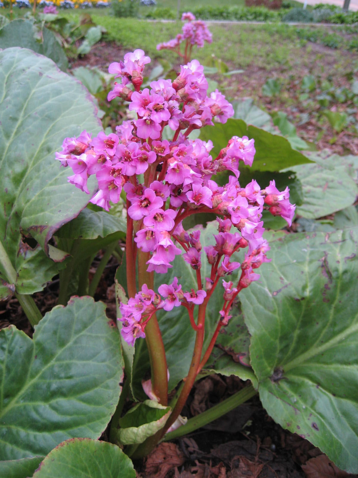 Bergenia - Cont.: 2L - Bergenie