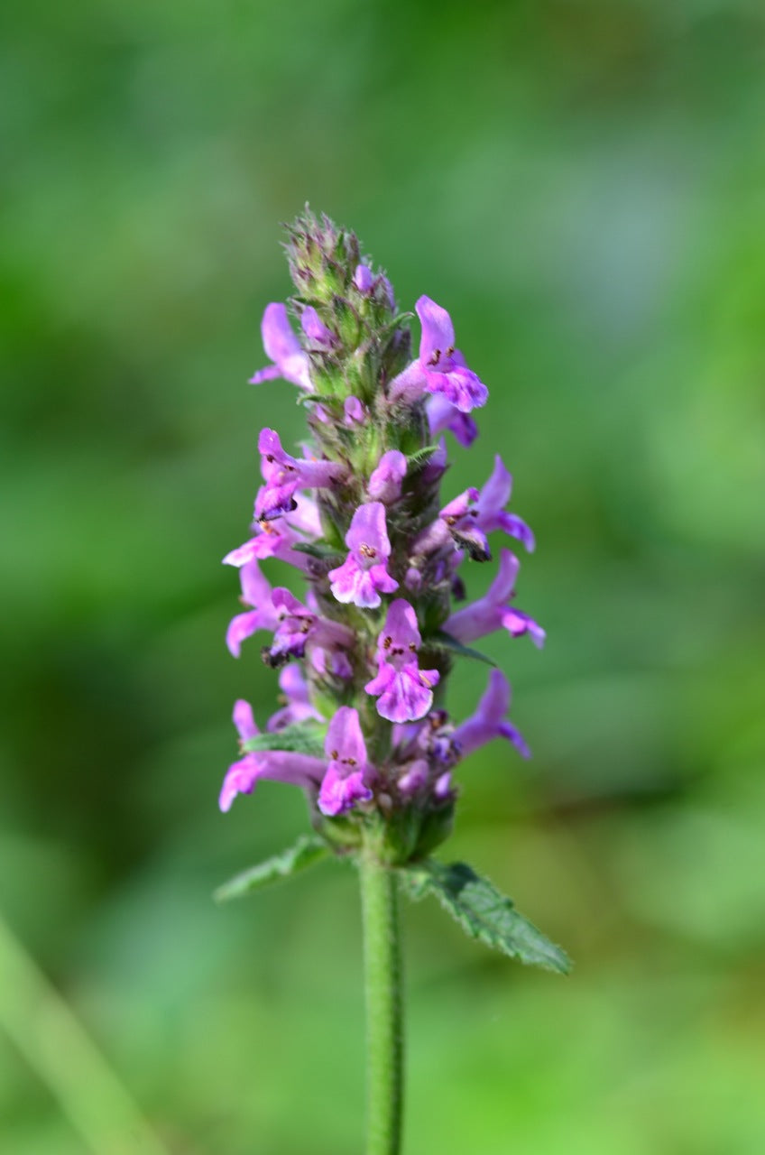 Betonica officinalis 'Hummelo' - Cont.: 2L - Betonie 'Hummelo'