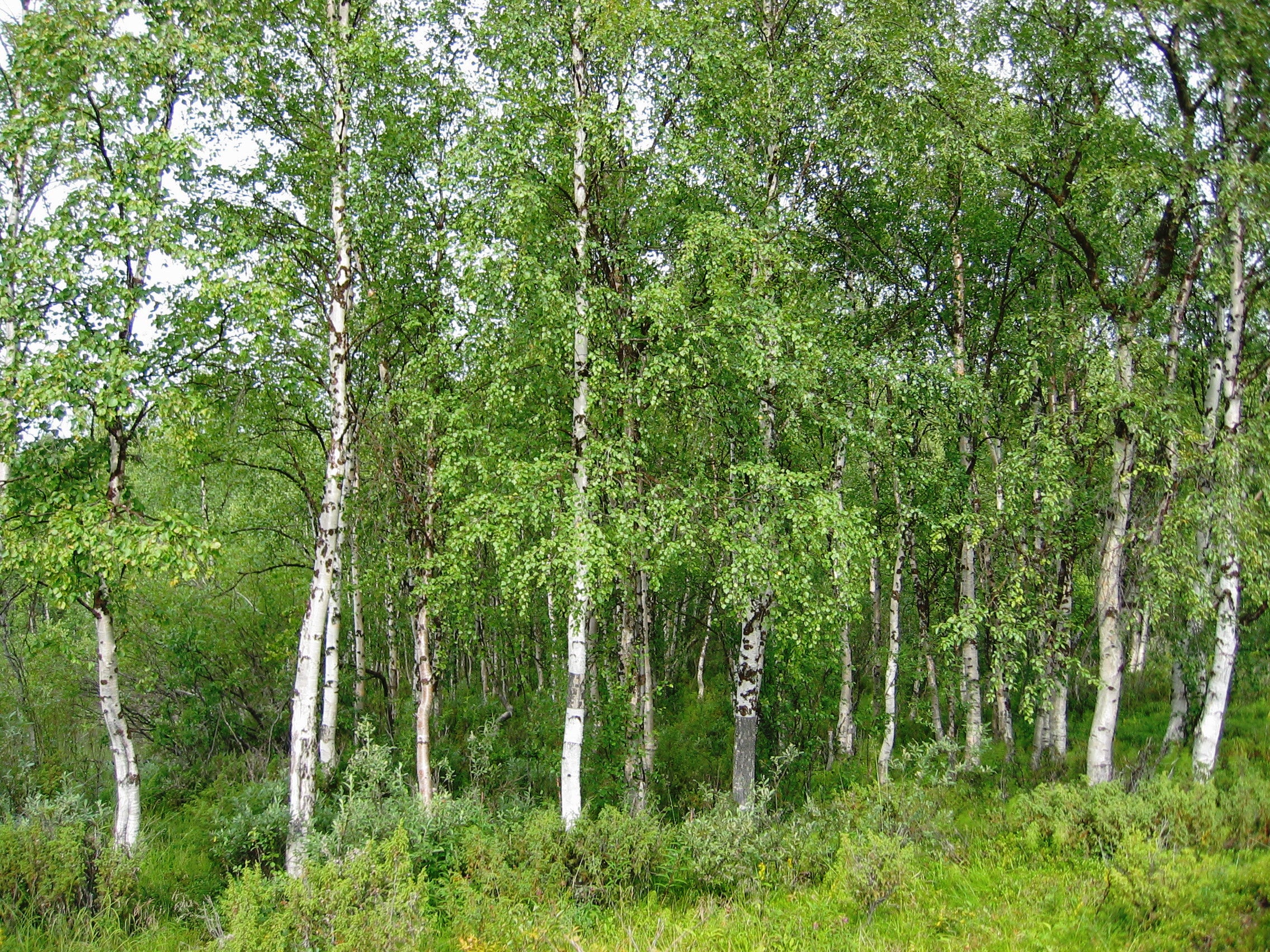 Betula pendula - Mesteacăn argintiu (Pendulă, Multitrunchi)