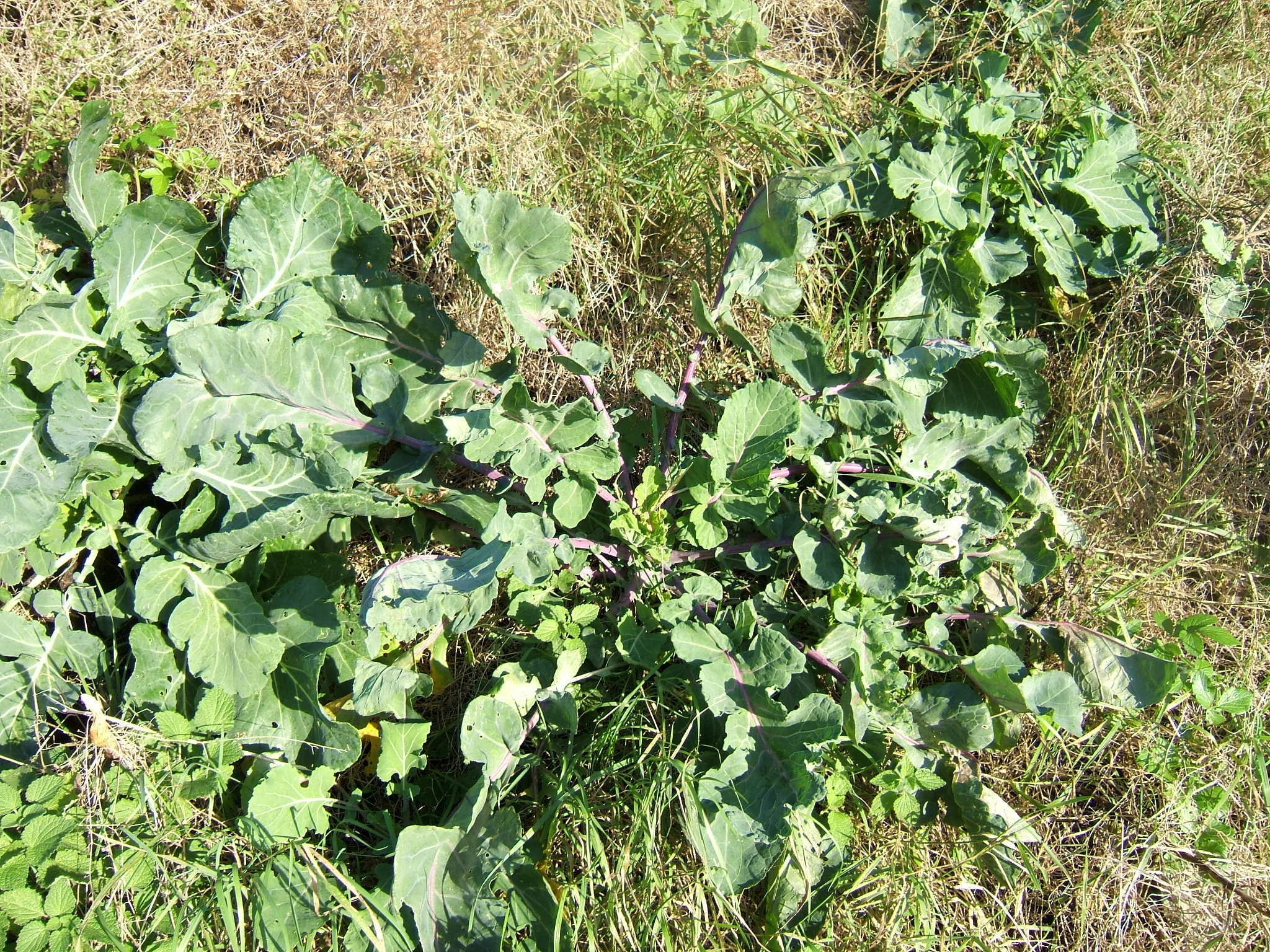 Brassica oleracea MIX - Cont.: 1L