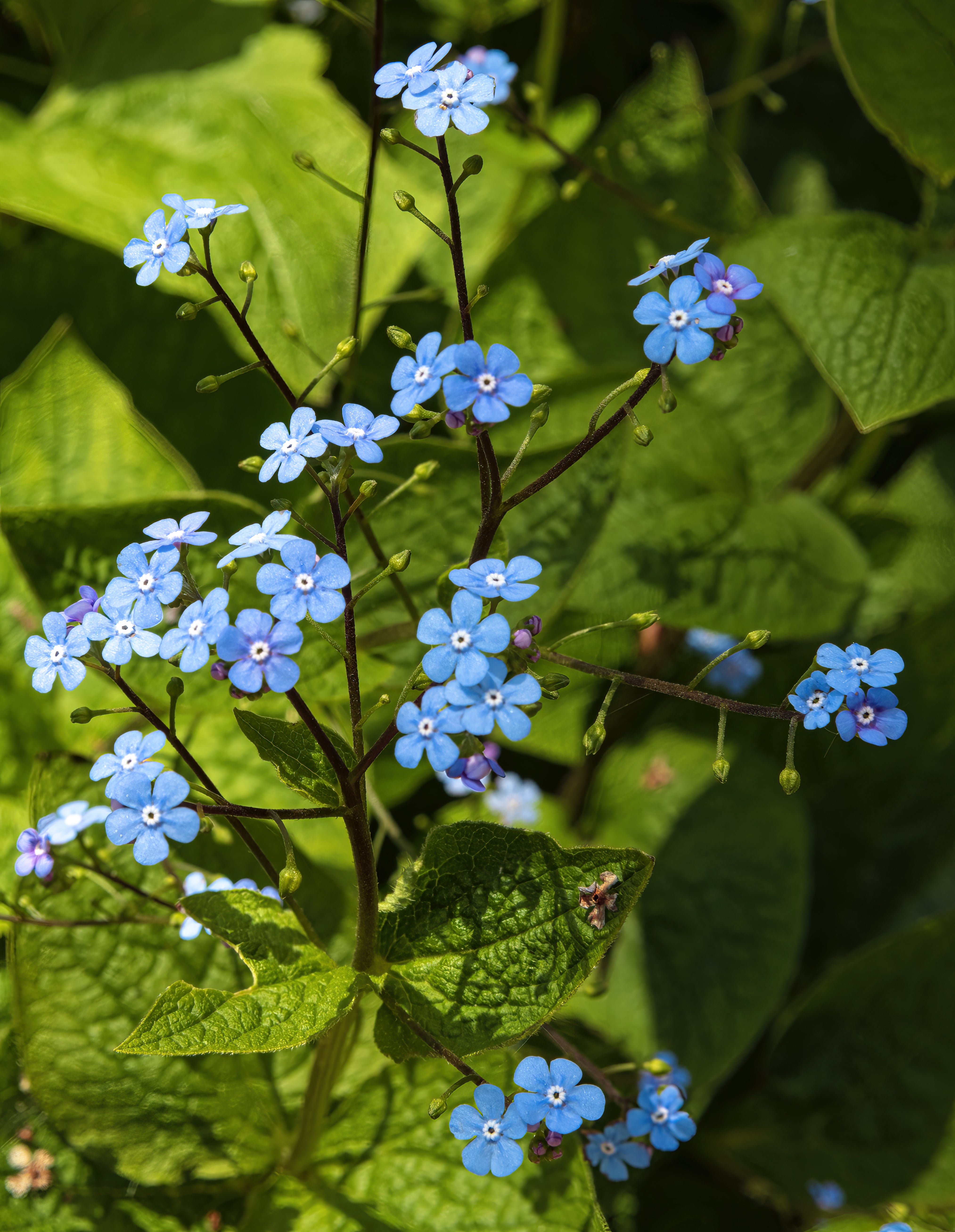 Brunnera macrophylla - Brunnera
