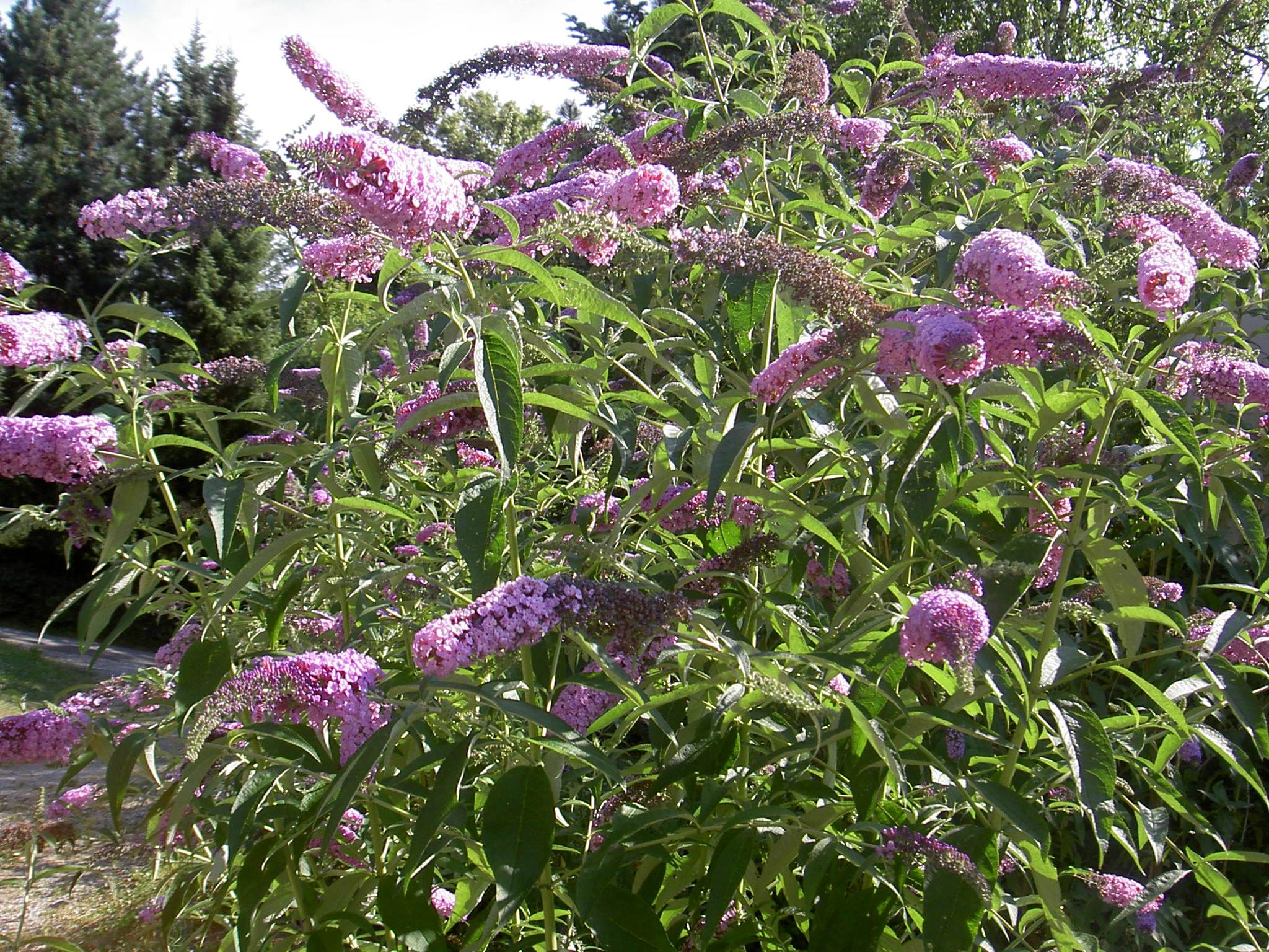 Buddleja davidii 'Empire Blue' - h: 45cm | Cont.: 5L - Liliacul fluturelui 'Empire Blue'