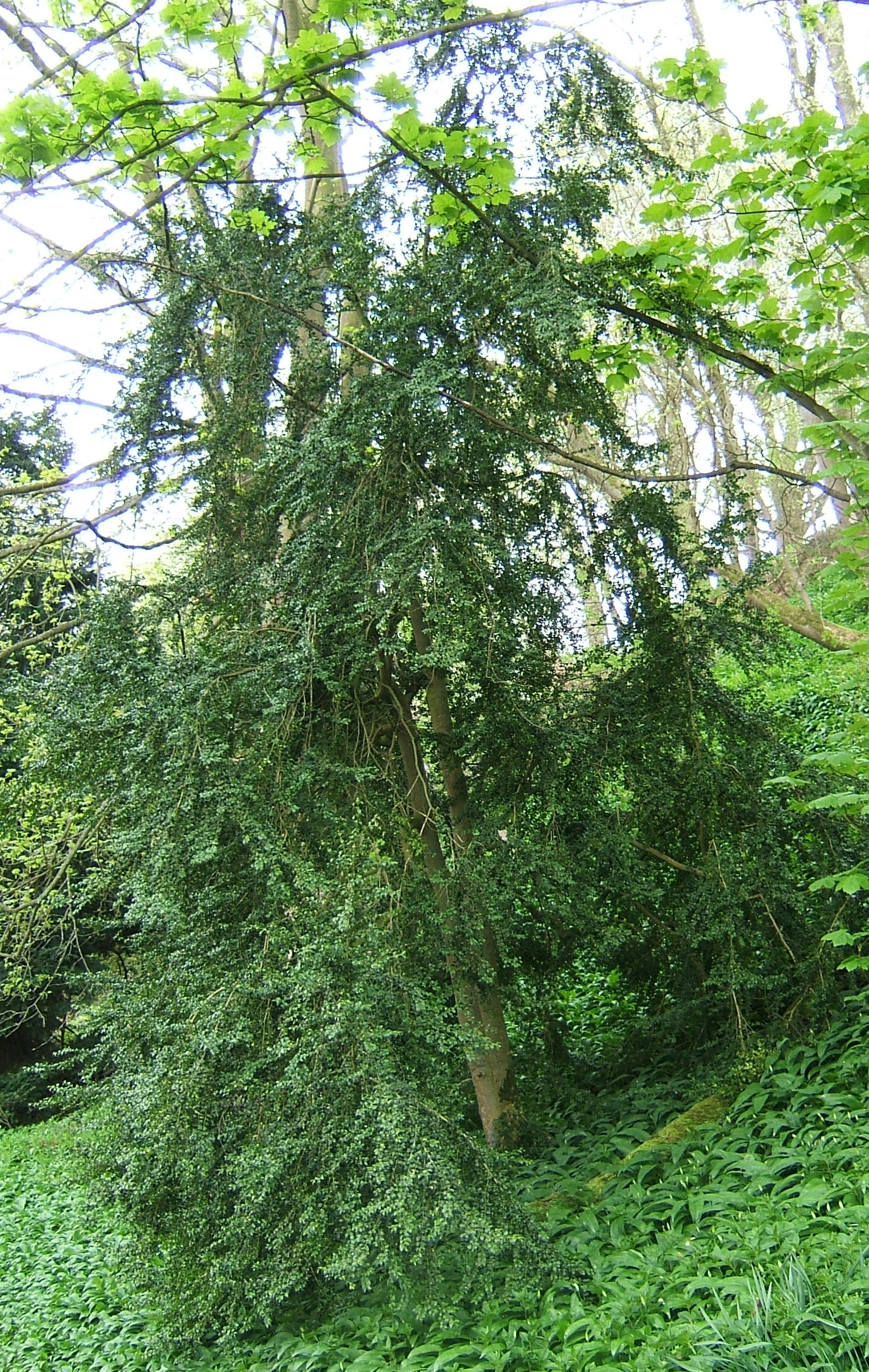 Buxus sempervirens - Cimișir