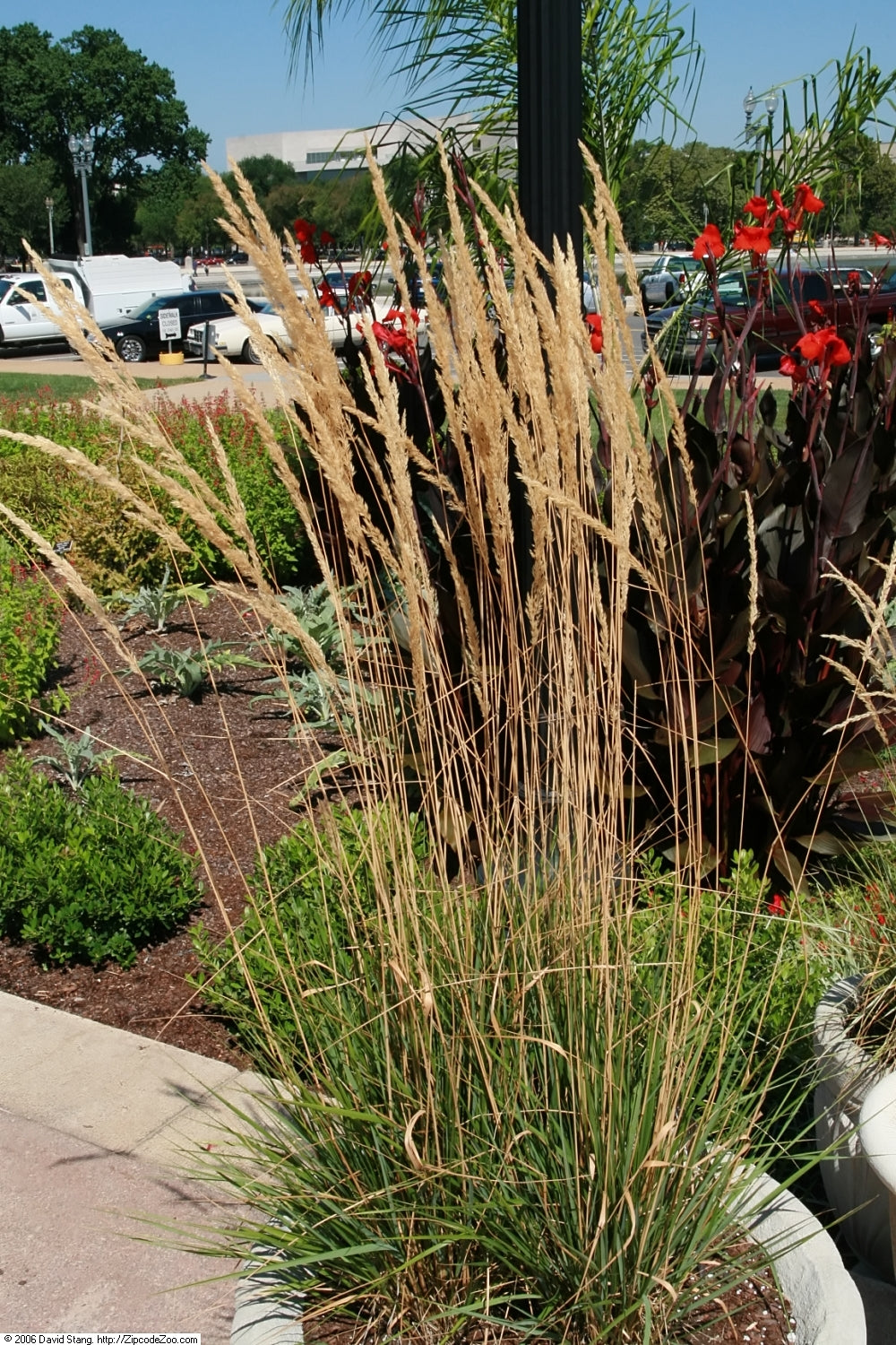 Calamagrostis x acutiflora 'Karl Foerster' - Cont.: 2L - Trestie de gradina 'Karl Foerster'