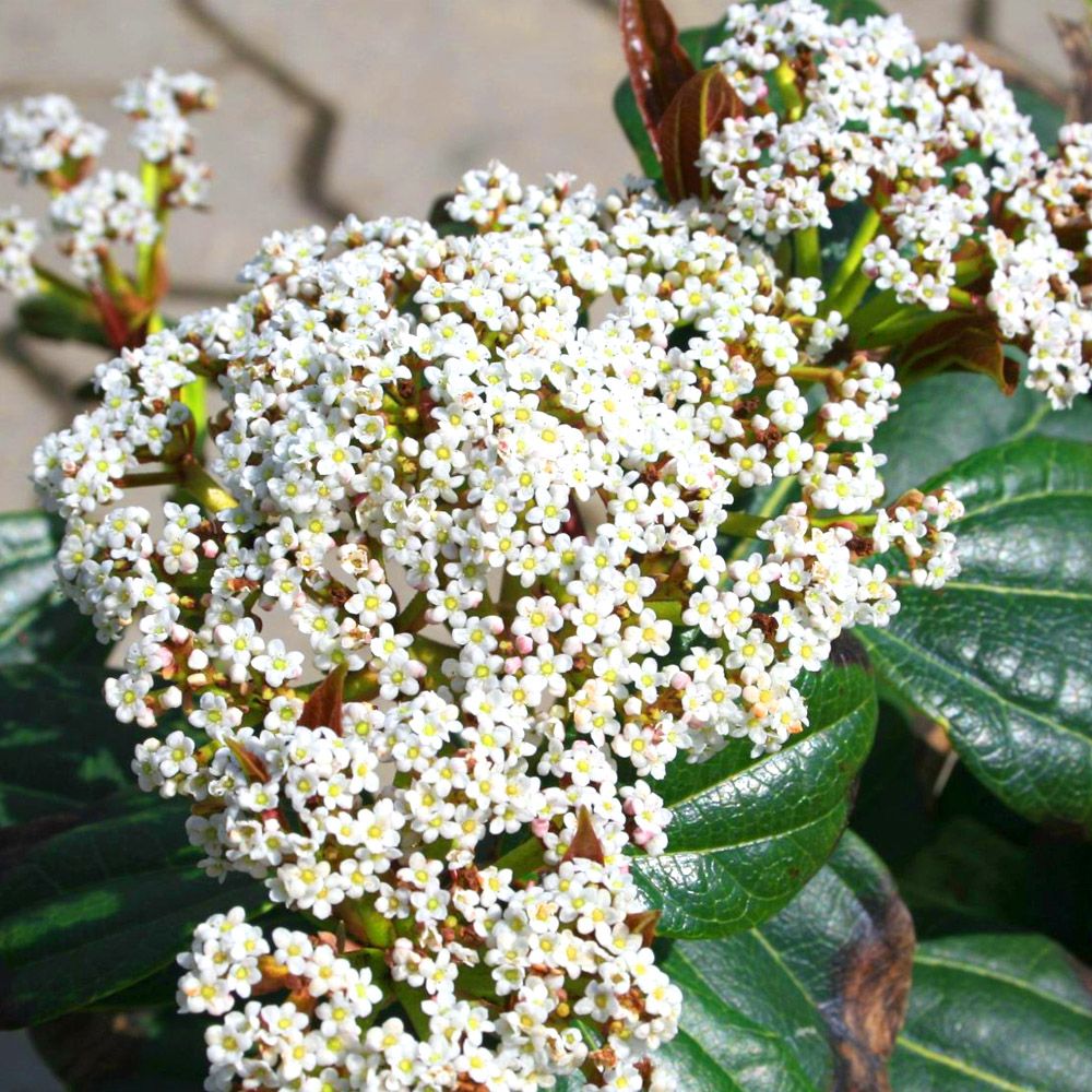 Călin Davidii - C. 2L / (Viburnum davidii)