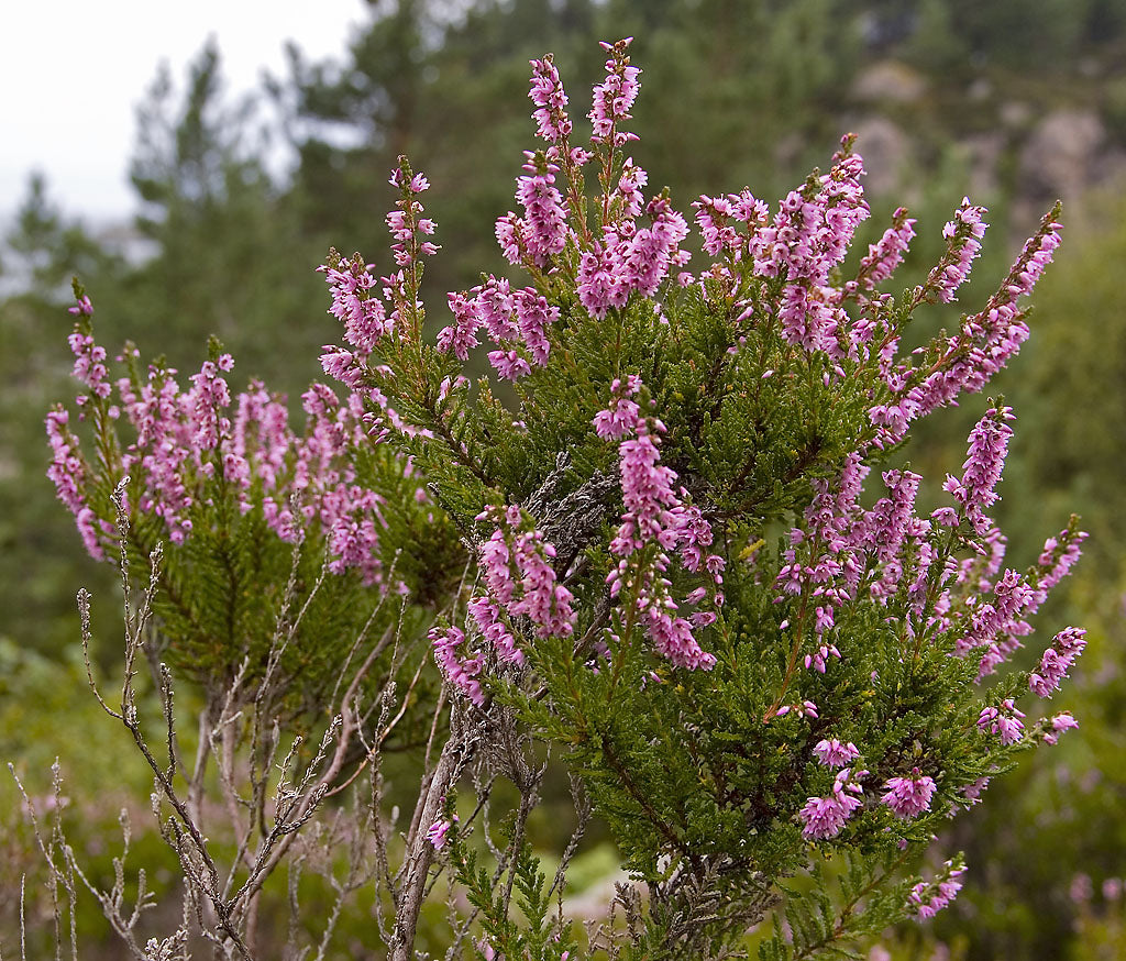 Calluna vulgaris 'Beauty Ladies' - Cont.: 2L - Ienupăr de turbă 'Beauty Ladies'