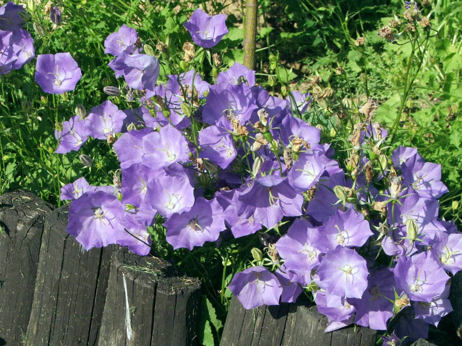 Campanula carpatica 'Blaue Clips' - Cont.: 2L - Clopoțel carpatic 'Blaue Clips'