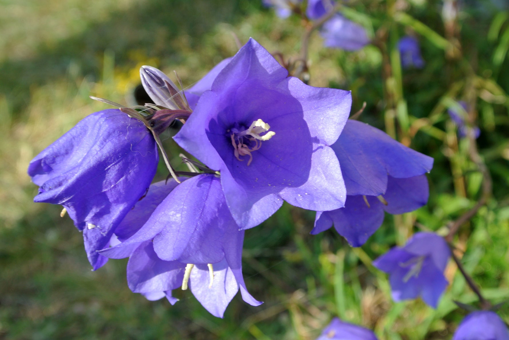 Campanula MIX - Cont.: 1.5L - Clopoțel MIX