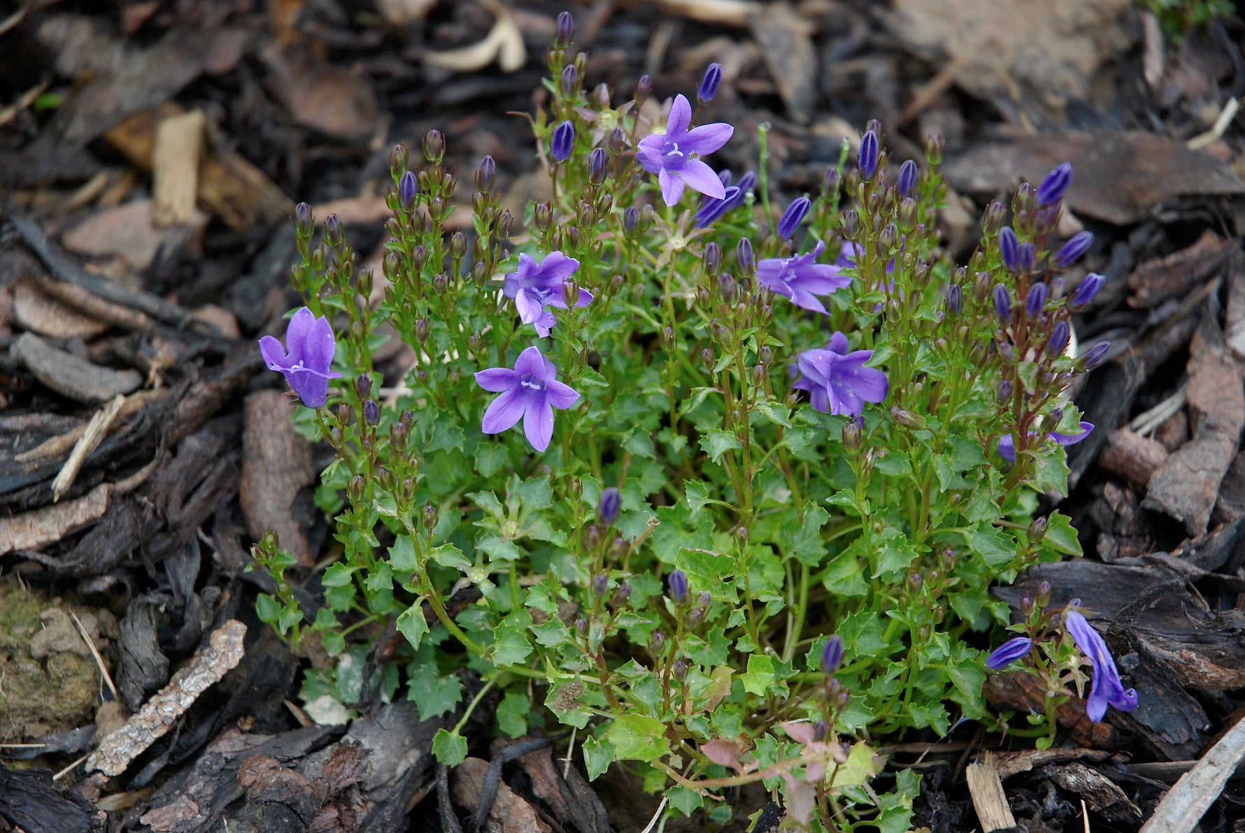 Campanula portenschlagiana 'Porto Pink' - Cont.: 1.5L - Clopoțel de zid 'Porto Pink'